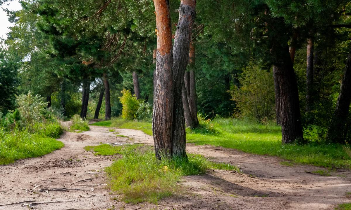 Дві стежки серед зеленого лісу
